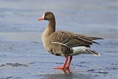 Greater White-fronted Goose